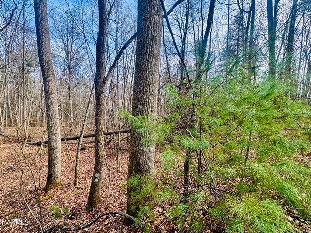 Tbd Black Bear Drive, Butler, TN 37640