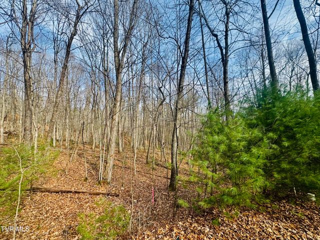 Tbd Black Bear Drive, Butler, TN 37640