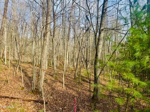 Tbd Black Bear Drive, Butler, TN 37640