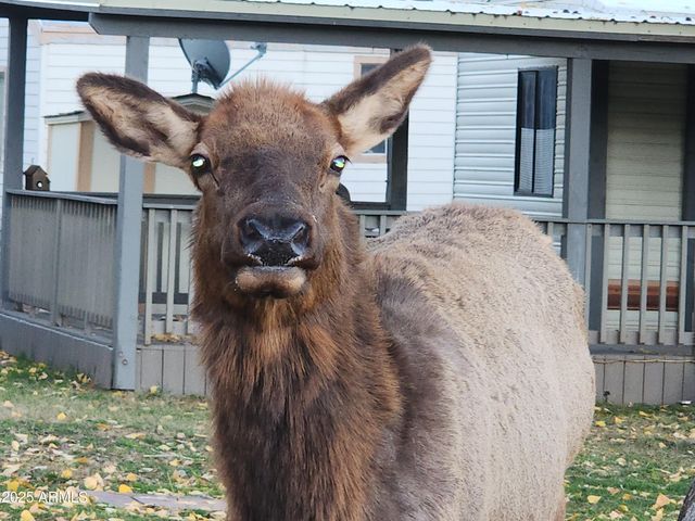 4016 W FOREST Court, Pine, AZ 85544