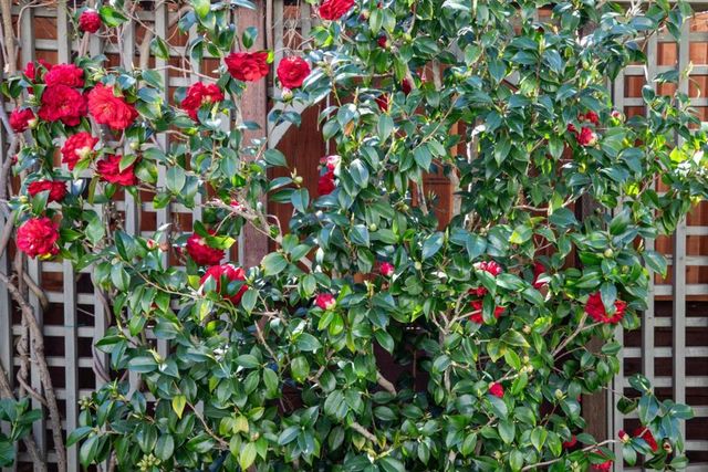 1331 Hoover Street, Menlo Park, CA 94025