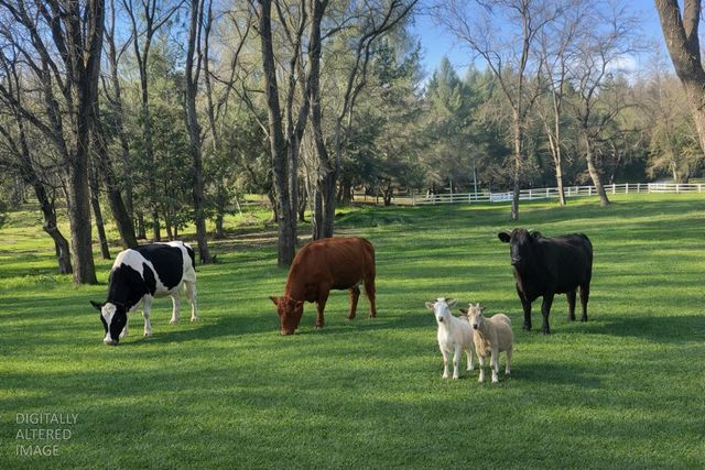 581 Haines Rd, Auburn, CA 95602