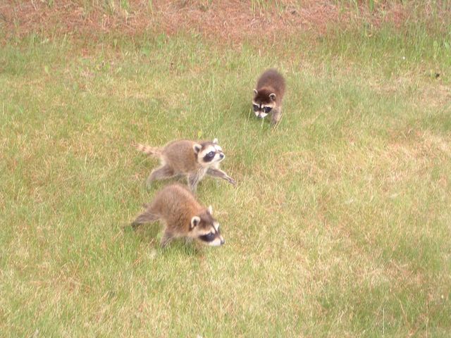 W5735 COUNTY ROAD E, Shawano, WI 54166