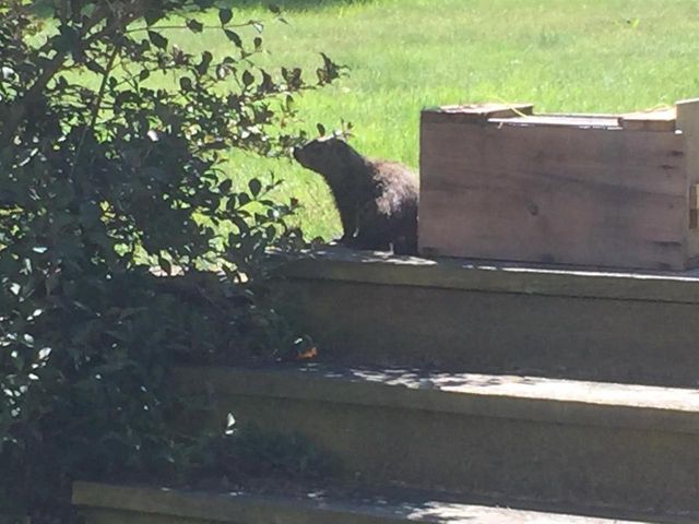 W5735 COUNTY ROAD E, Shawano, WI 54166