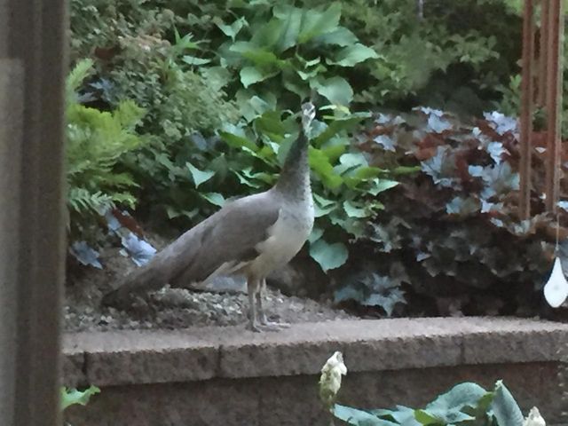 W5735 COUNTY ROAD E, Shawano, WI 54166