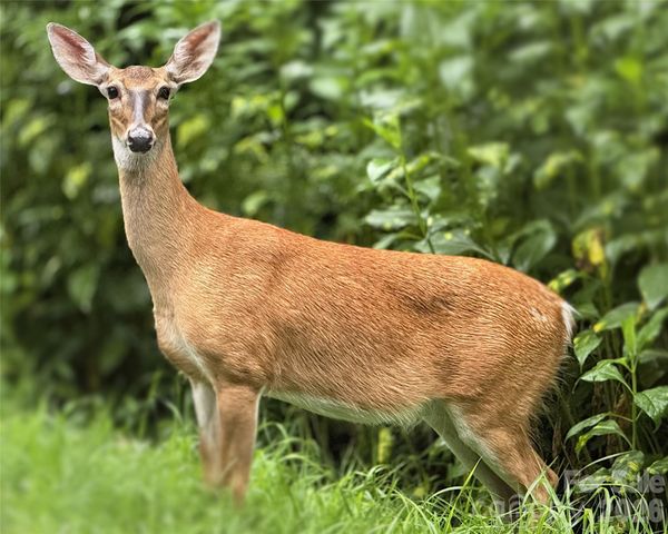 1856 Cabbage Patch Road, Burnsville, NC 28714