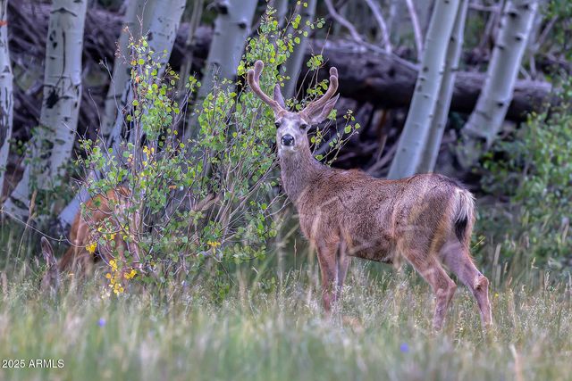 50 S BENCH Circle, Show Low, AZ 85901