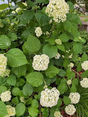 1307 Seminary Avenue, Saint Paul, MN 55104