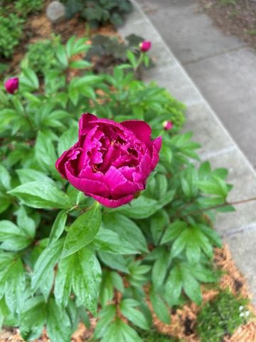 1307 Seminary Avenue, Saint Paul, MN 55104