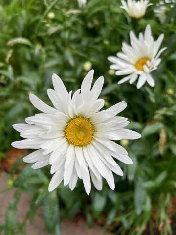 1307 Seminary Avenue, Saint Paul, MN 55104