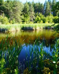 NKA Pines Rd, Newport, WA 99156
