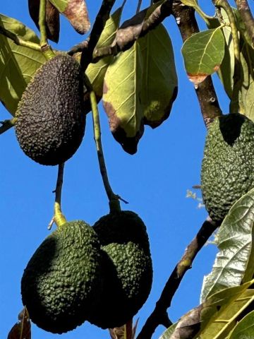 2702 Country Club Drive, Escondido, CA 92029