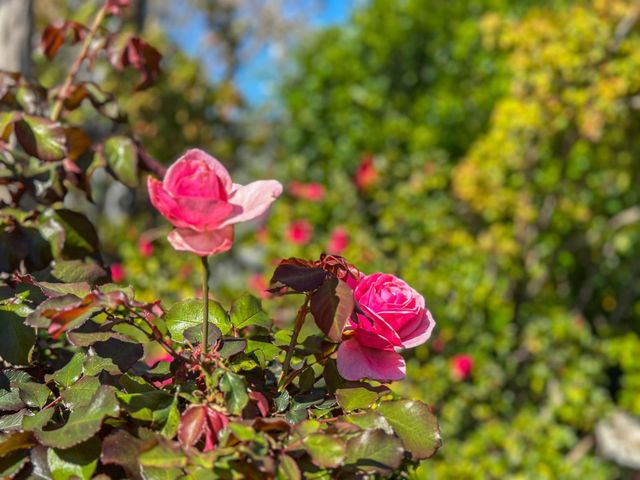 17981 Rose Court, Monte Sereno, CA 95030