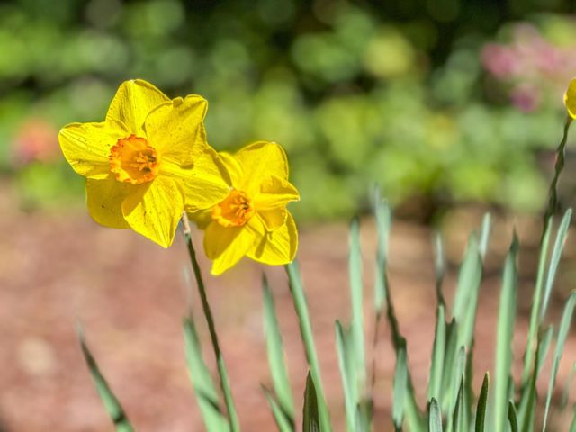 17981 Rose Court, Monte Sereno, CA 95030