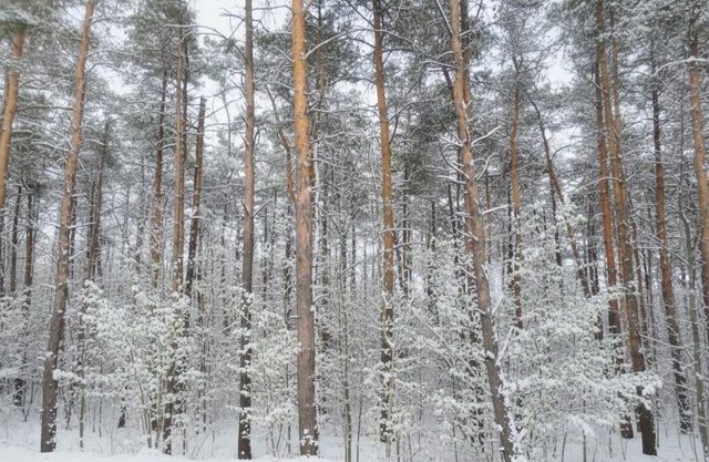 A Garfield Road, Paradise Twp, MI 49649