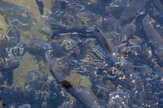 3103 S Vineyards Terrace Unit 4, Branson, MO 65616