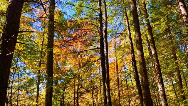 0 0 South Fork Road, Stanton, KY 40380