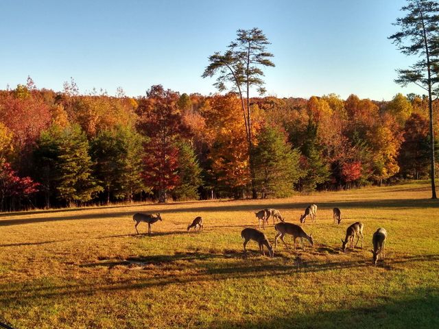 641 County Road 331, Bryant, AL 35958