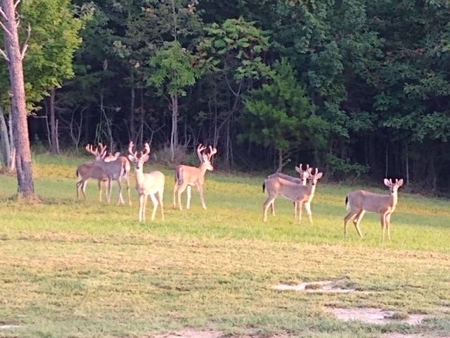 641 County Road 331, Bryant, AL 35958