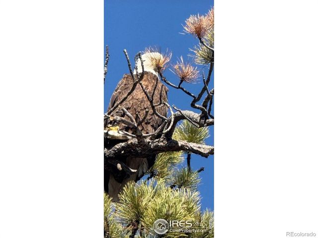 141 Tami Road, Red Feather Lakes, CO 80545