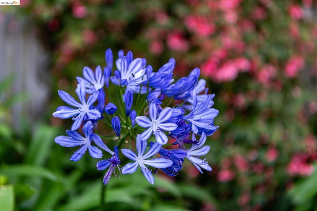 Image 86 of property listing at 5705 Panama Ave, Richmond, CA 94804