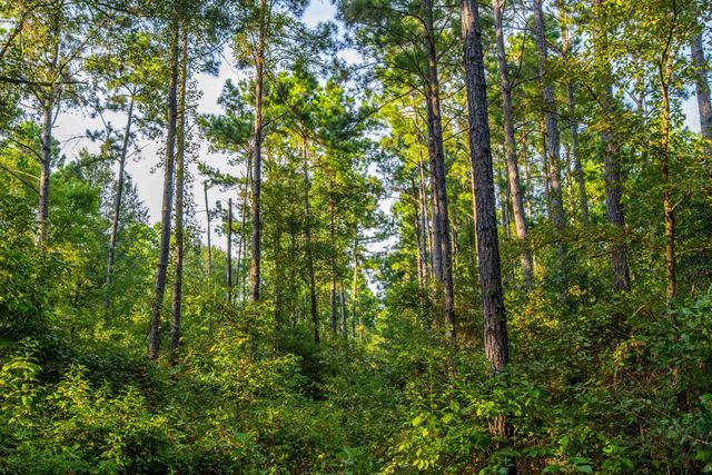 Tract 11 CR 4222, Frankston, TX 75763
