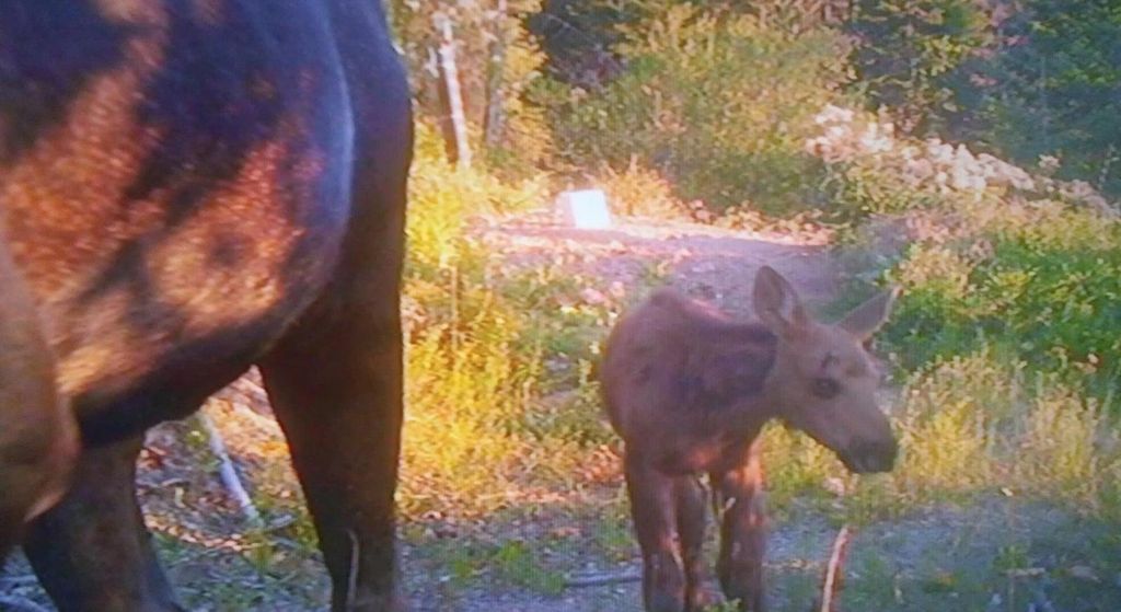 4XXX Nellie Smith Way, Valley, WA 99181 photo 17