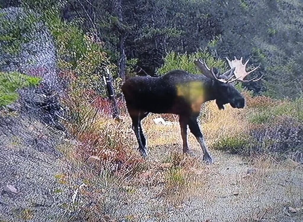 4XXX Nellie Smith Way, Valley, WA 99181 photo 5