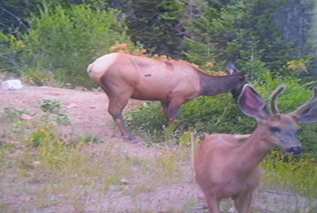 4XXX Nellie Smith Way, Valley, WA 99181 photo 9