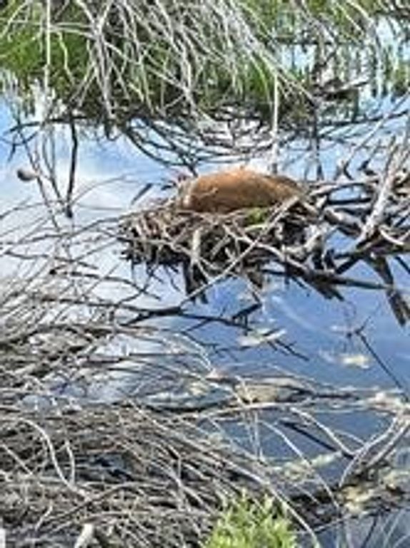 000 Elk Creek Road W, Wilsall, MT 59086 photo 13