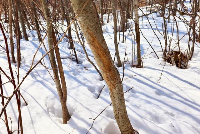 10478 Wampum Trail, Evart, MI 49631