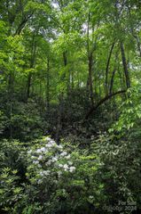 TBD Fox Den Road Lot 57&59, Brevard, NC 28712