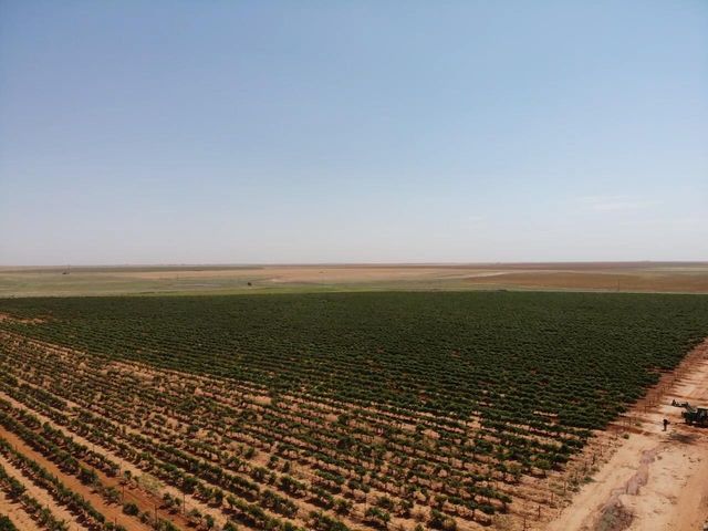 1 US-380, Brownfield, TX 79316