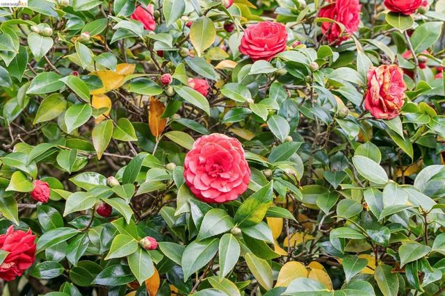 1155 1155 Keeler Ave, Berkeley, CA 94708