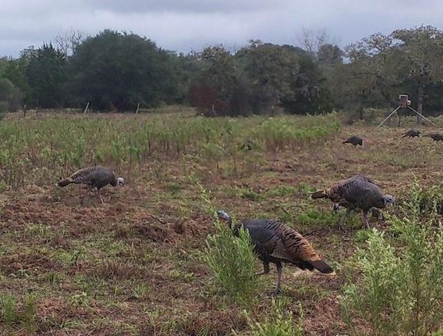 1561 County Road 154, Weimar, TX 78934