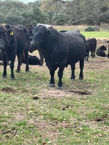 1561 County Road 154, Weimar, TX 78934