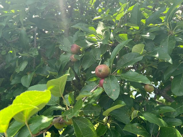 4117 County Road 2600, Willow Springs, MO 65793