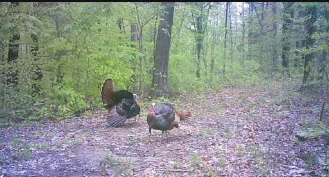 5655 S Dry Branch Rd, Bloomfield, IN 47424