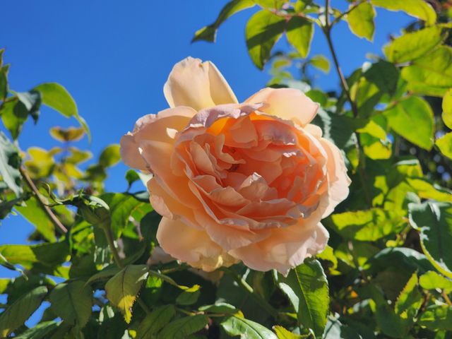 612 Lone River Trail SW, Albuquerque, NM 87121