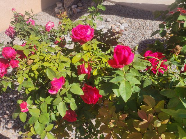 612 Lone River Trail SW, Albuquerque, NM 87121