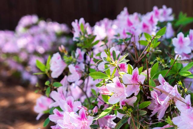 278 Savelle Drive, Santa Rosa Beach, FL 32459