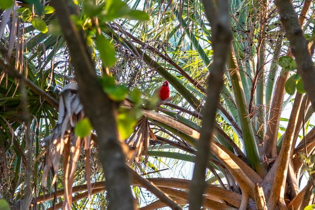 278 Savelle Drive, Santa Rosa Beach, FL 32459