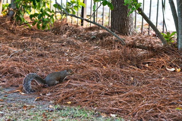 278 Savelle Drive, Santa Rosa Beach, FL 32459