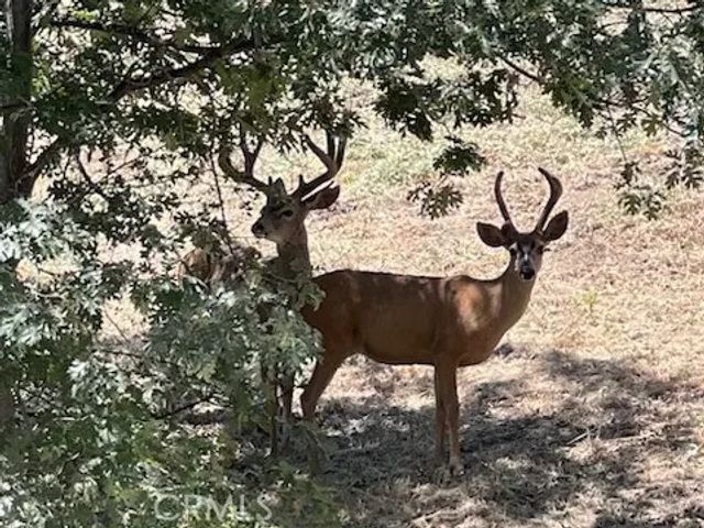 31095 Old City Creek Rd, Running Springs, CA 92382