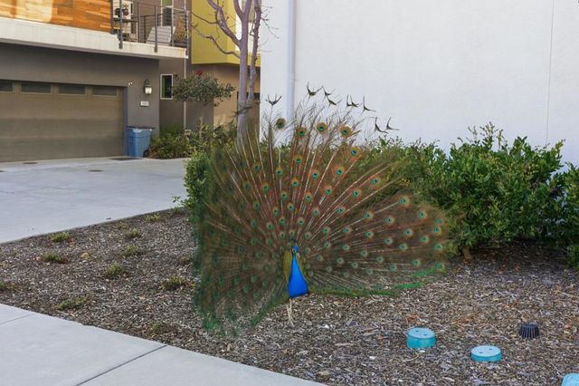 169 Manly Terrace 1, San Jose, CA 95136