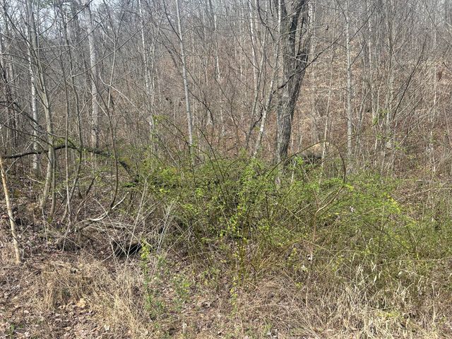 0 Left Fork Cains Creek Road, Blaine, KY 41124