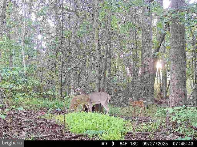 26623 BEE TREE RD, Henderson, MD 21640