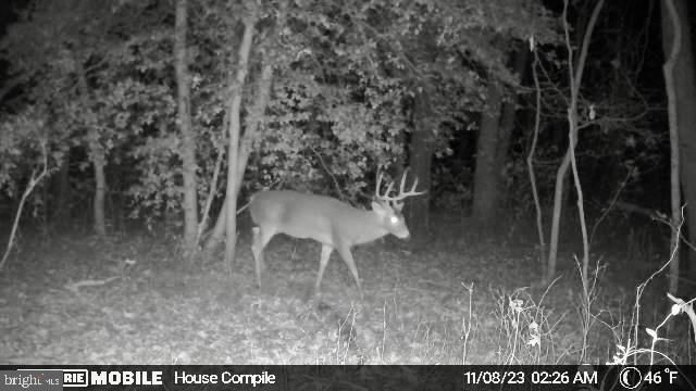 26623 BEE TREE RD, Henderson, MD 21640