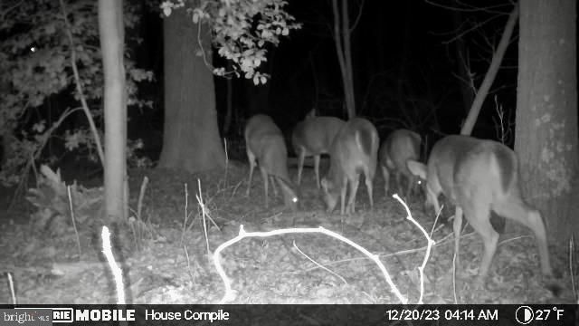 26623 BEE TREE RD, Henderson, MD 21640