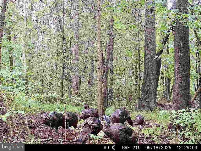 26623 BEE TREE RD, Henderson, MD 21640